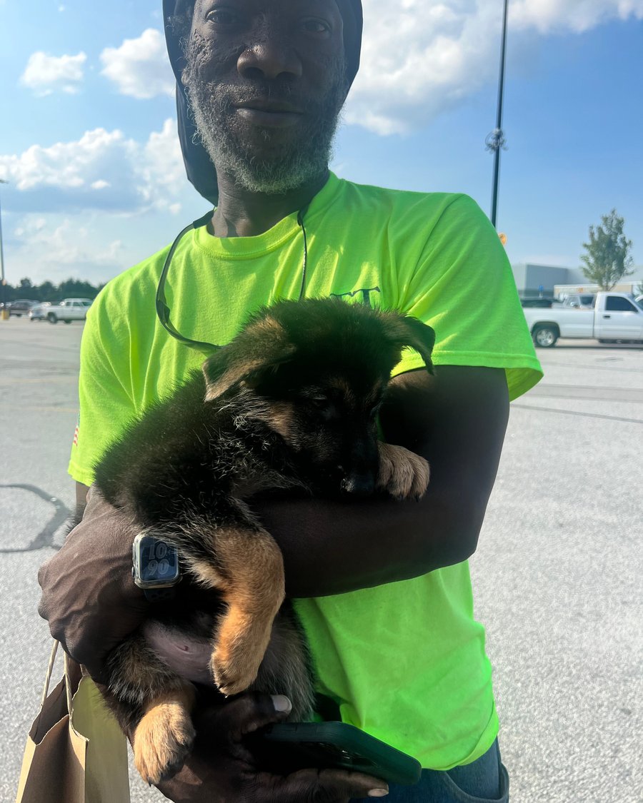 A VST German Shepherd puppy going home with their family