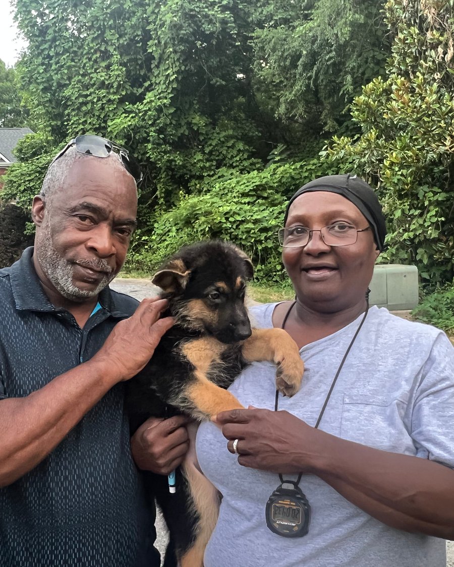 A VST German Shepherd puppy going home with their family