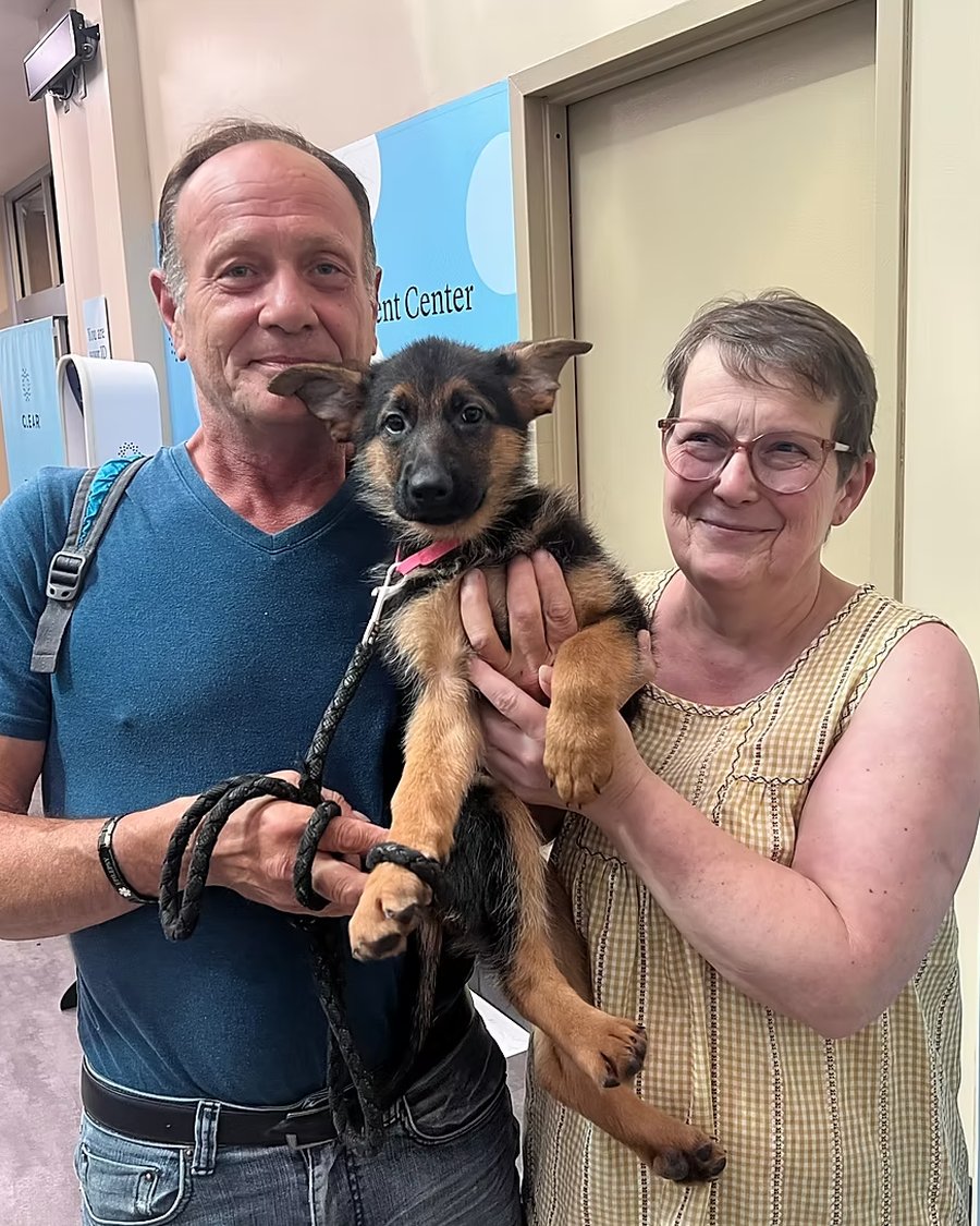A VST German Shepherd puppy going home with their family