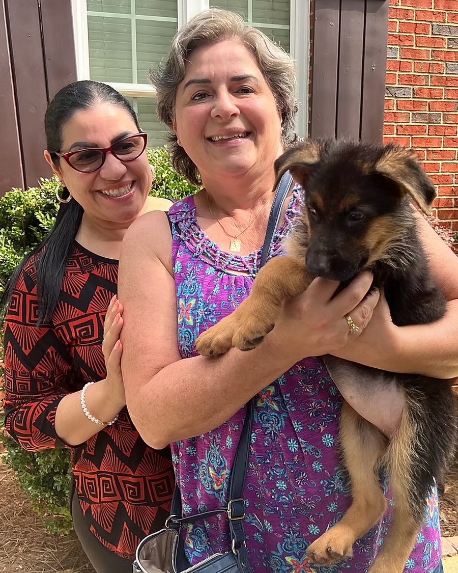 A VST German Shepherd puppy going home with their family