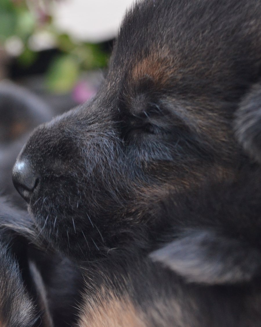 German Shepherd puppy raised by VST German Shepherds