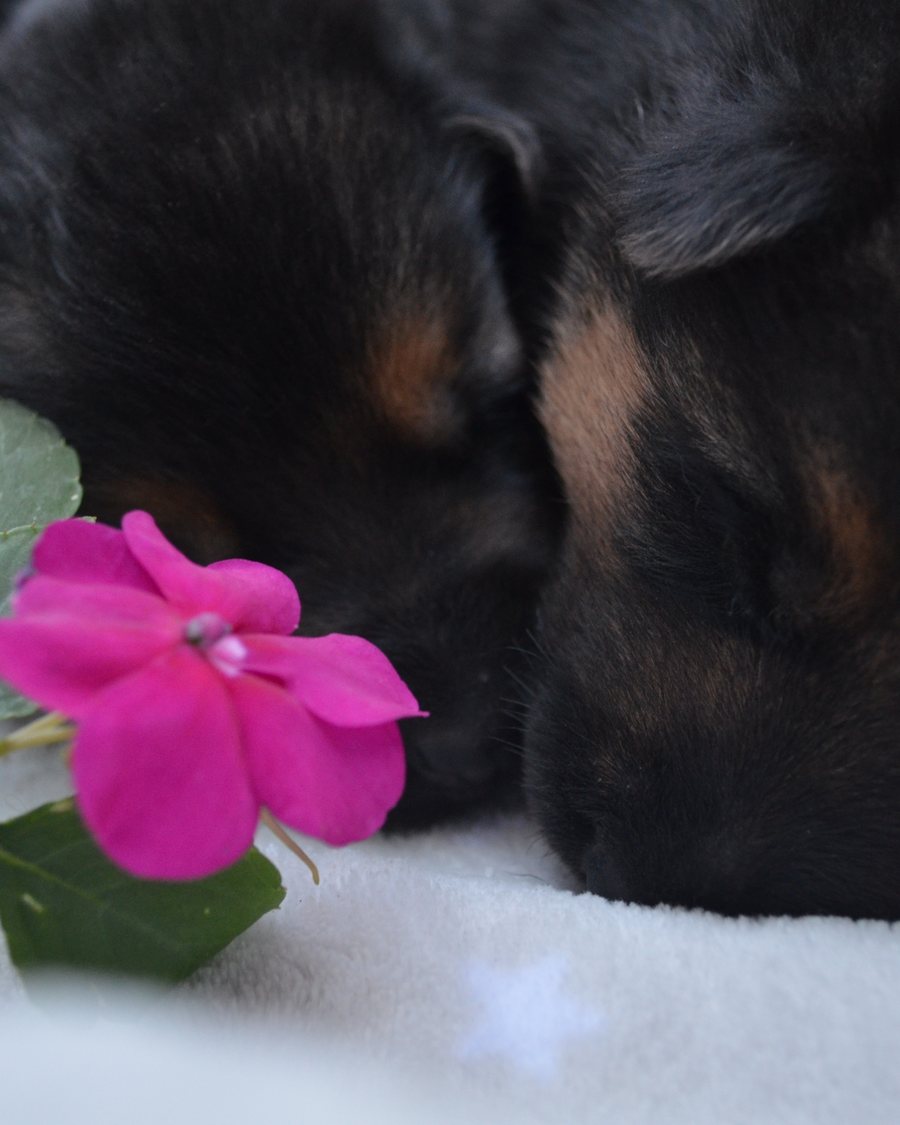 German Shepherd puppy raised by VST German Shepherds