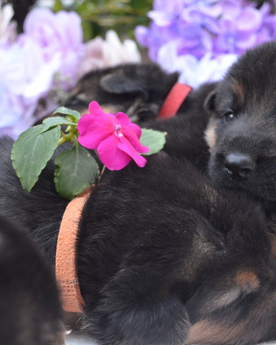 German Shepherd puppy raised by VST German Shepherds