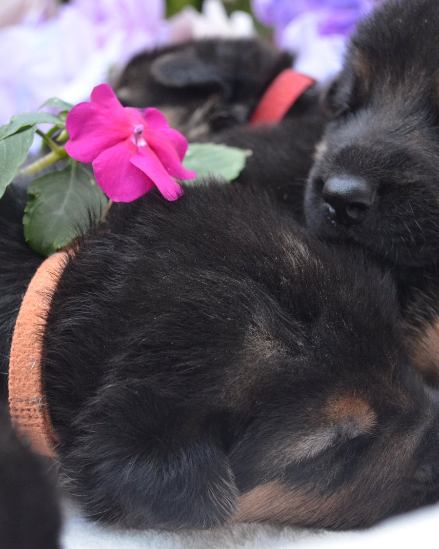 German Shepherd puppy raised by VST German Shepherds