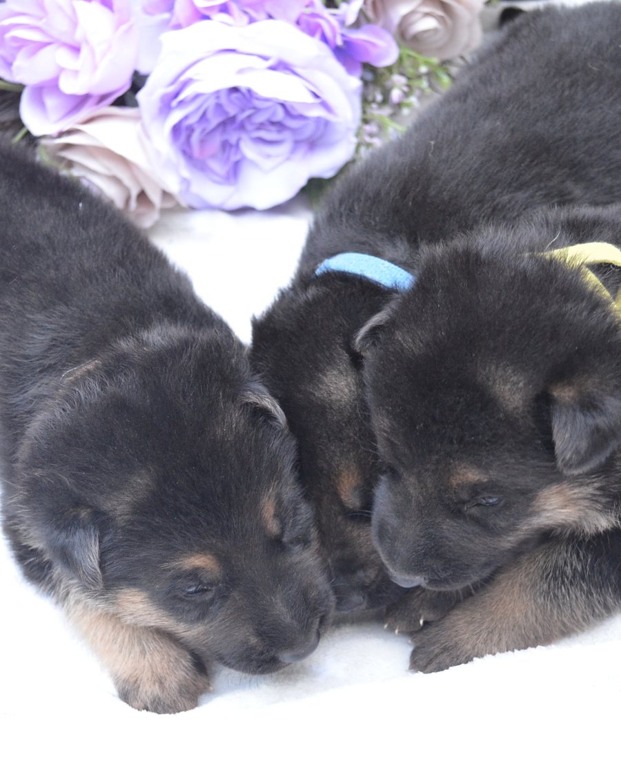 German Shepherd puppy raised by VST German Shepherds