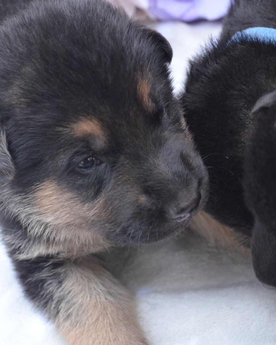 German Shepherd puppy raised by VST German Shepherds