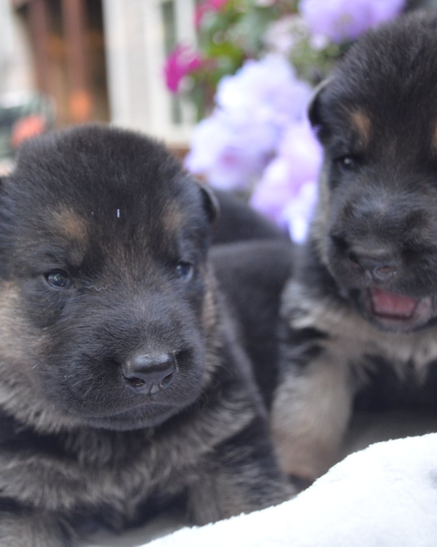 German Shepherd puppy raised by VST German Shepherds