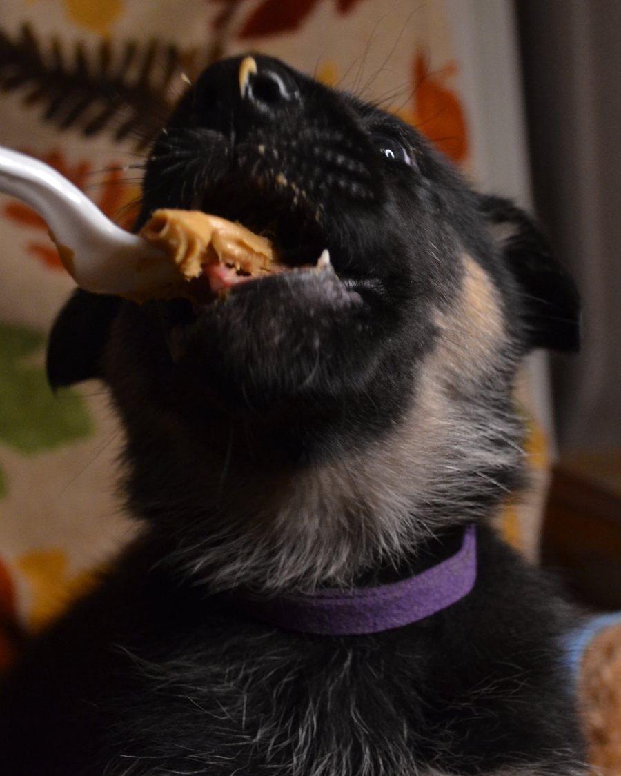 German Shepherd puppy raised by VST German Shepherds