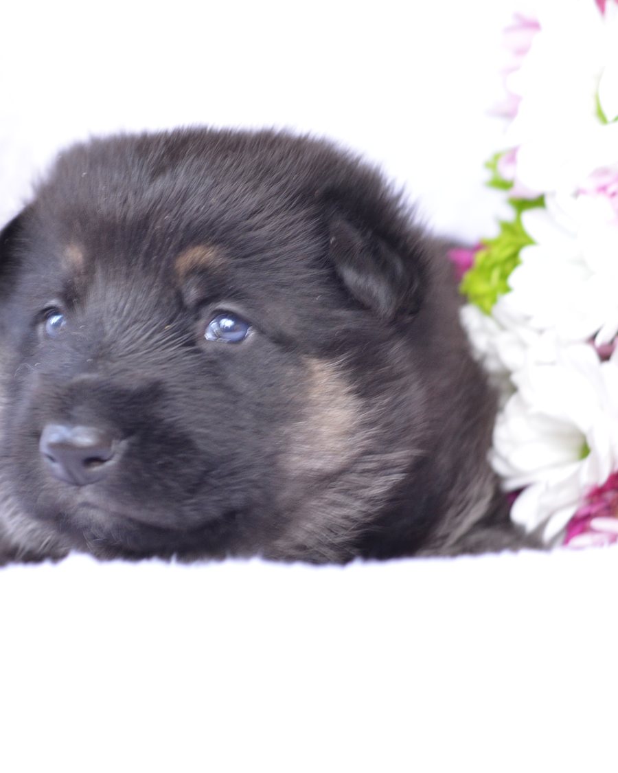 German Shepherd puppy raised by VST German Shepherds