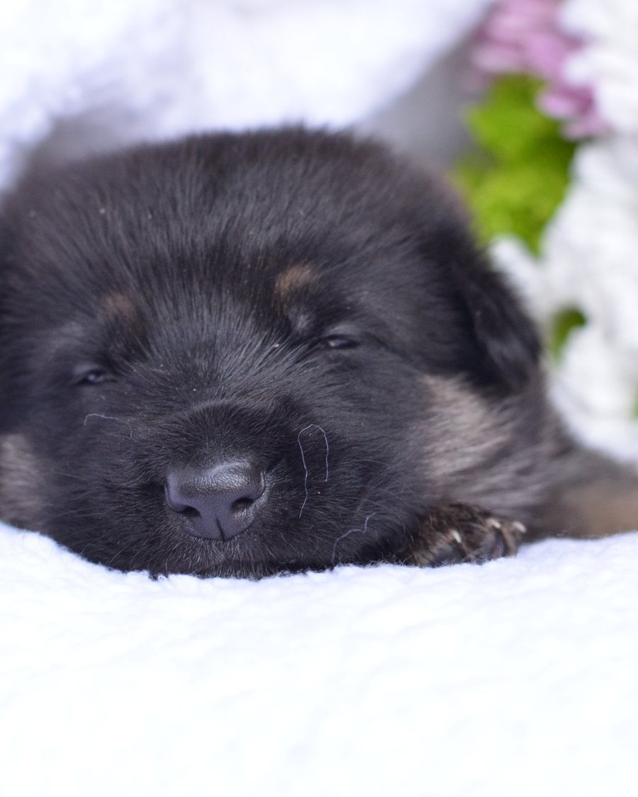 German Shepherd puppy raised by VST German Shepherds