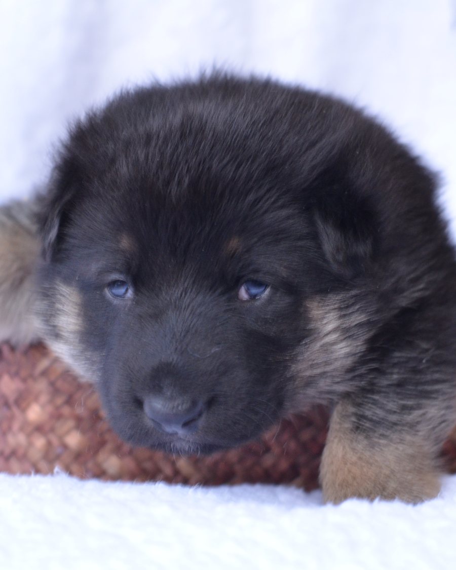 German Shepherd puppy raised by VST German Shepherds