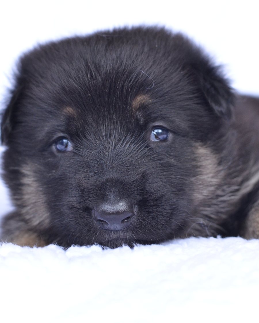 German Shepherd puppy raised by VST German Shepherds