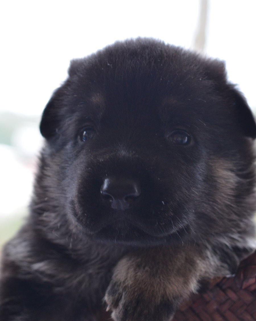 German Shepherd puppy raised by VST German Shepherds