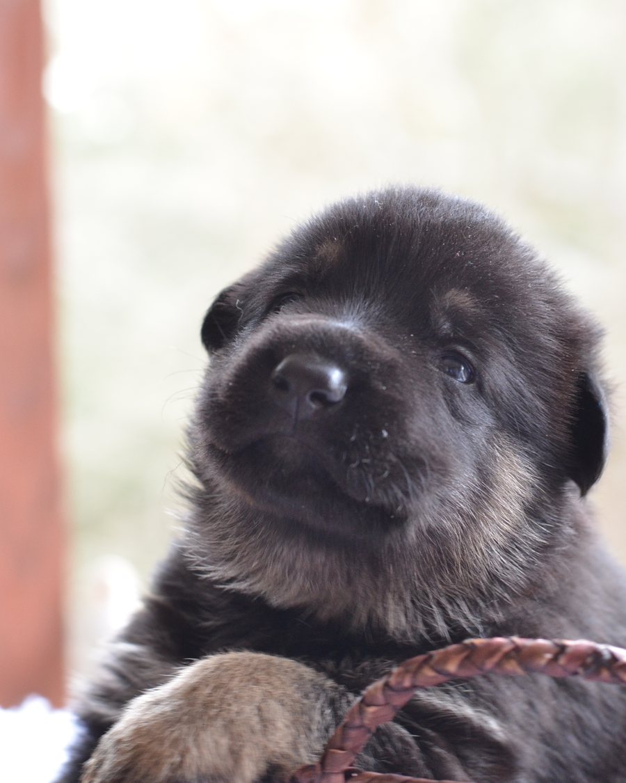 German Shepherd puppy raised by VST German Shepherds