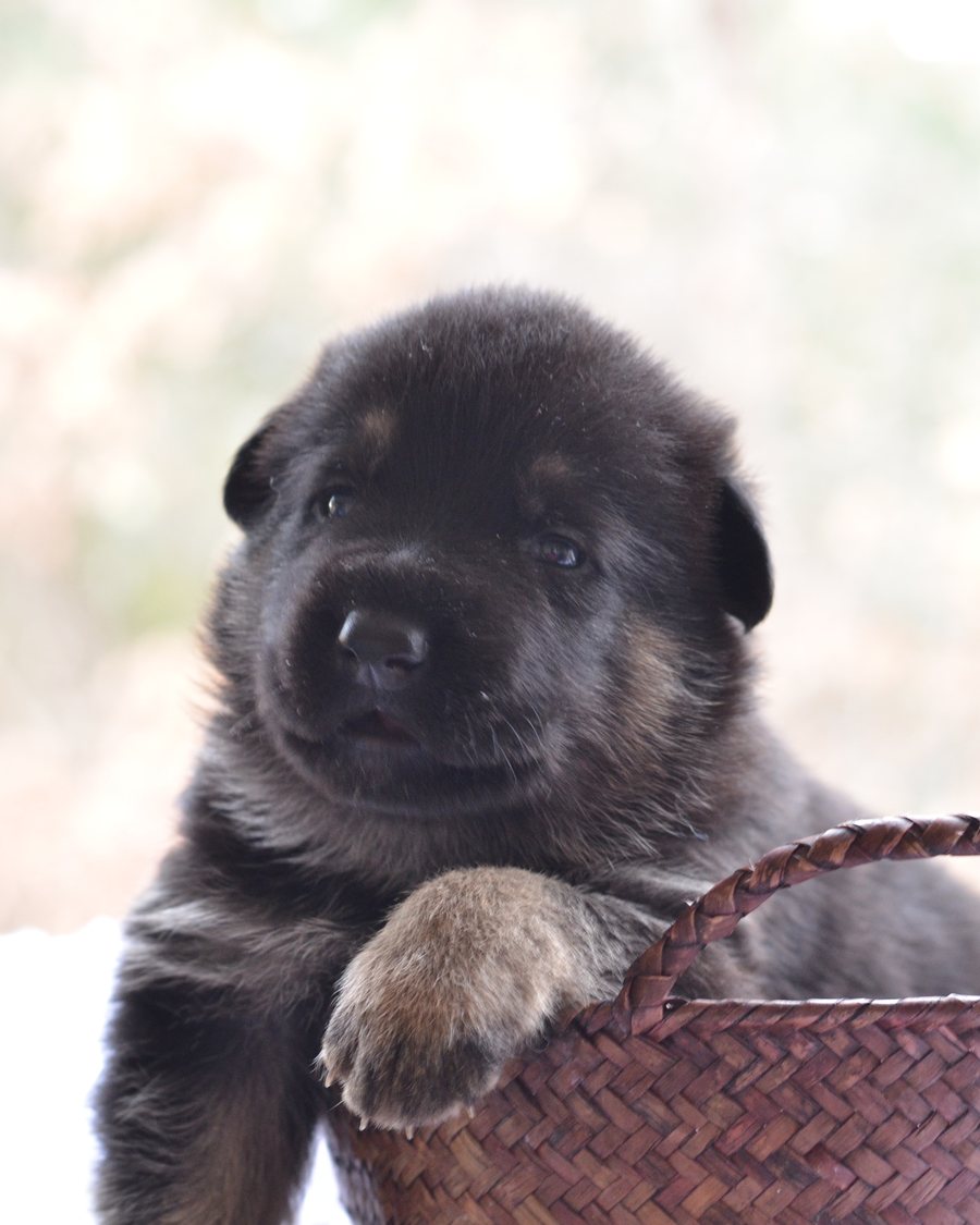German Shepherd puppy raised by VST German Shepherds