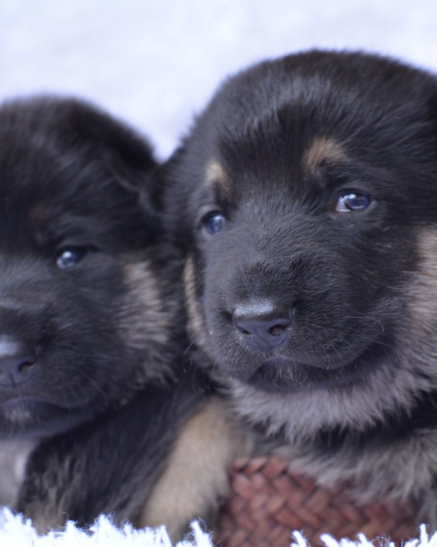 German Shepherd puppy raised by VST German Shepherds