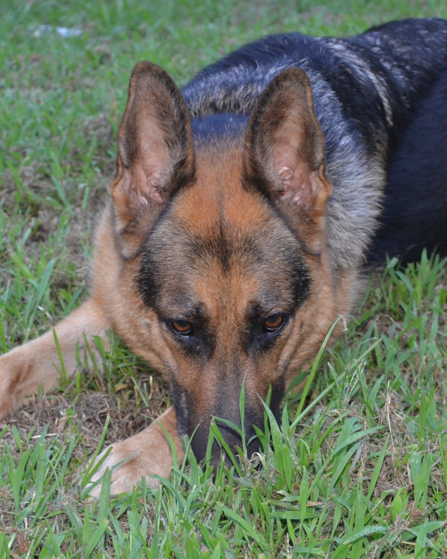 German Shepherd puppy raised by VST German Shepherds