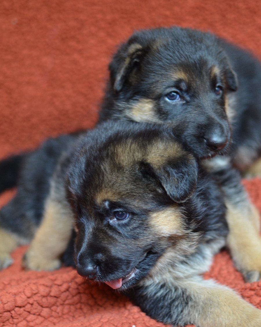 German Shepherd puppy raised by VST German Shepherds