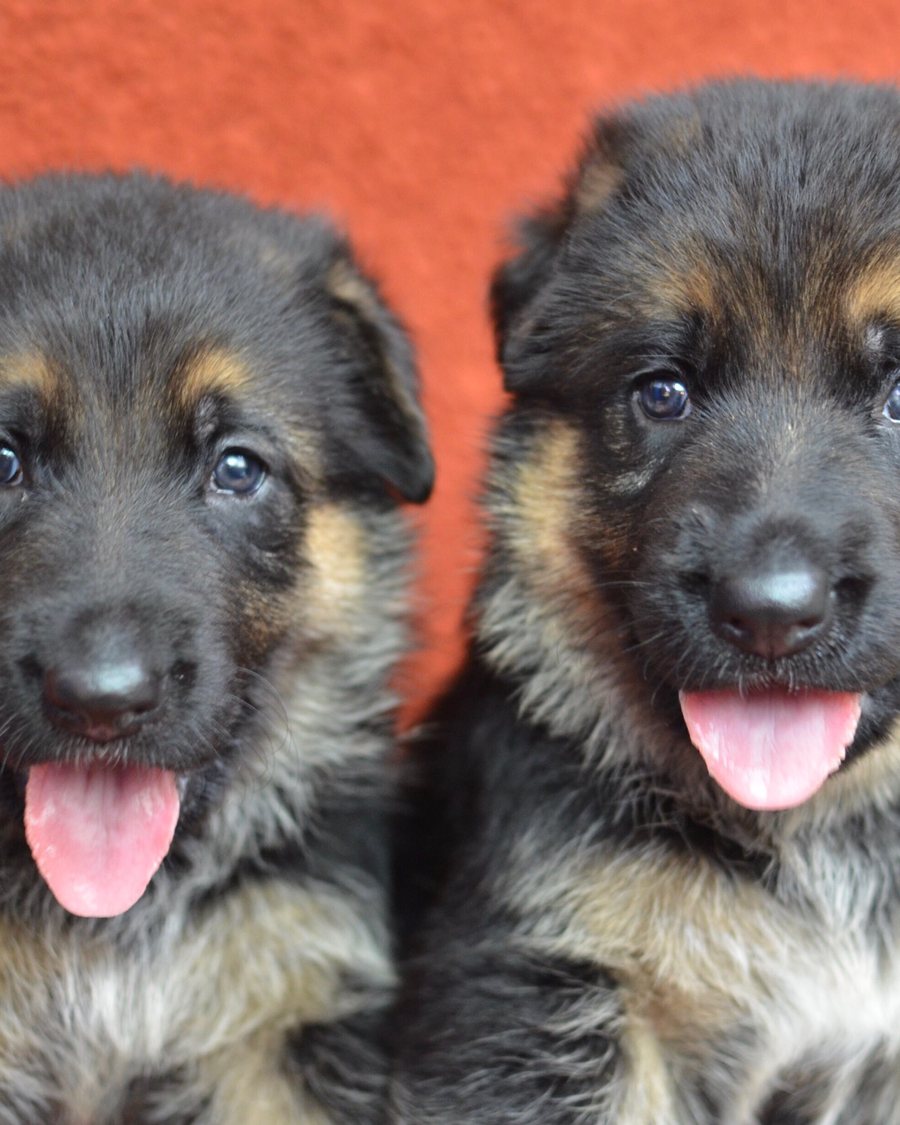 German Shepherd puppy raised by VST German Shepherds