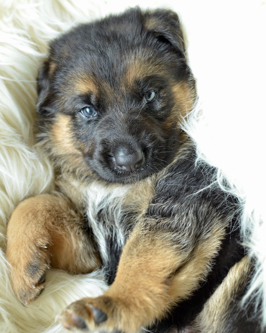 German Shepherd puppy raised by VST German Shepherds