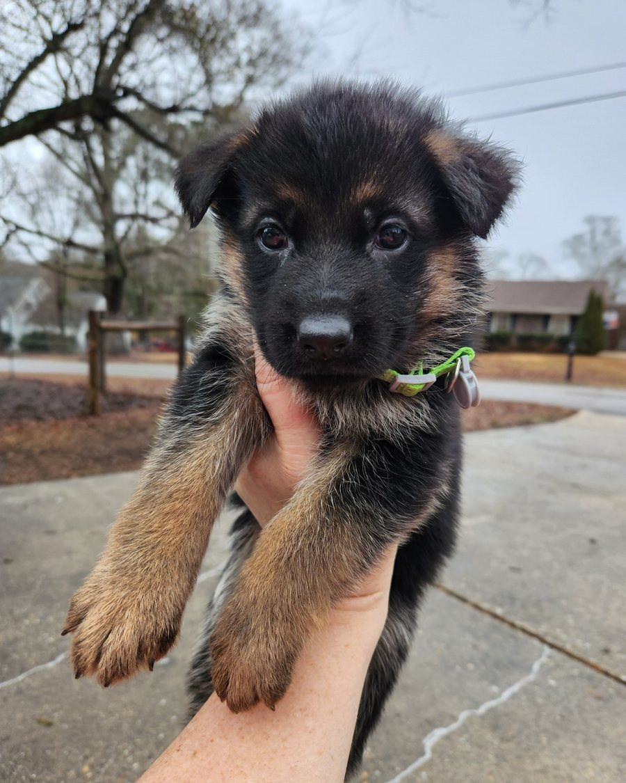 German Shepherd puppy raised by VST German Shepherds