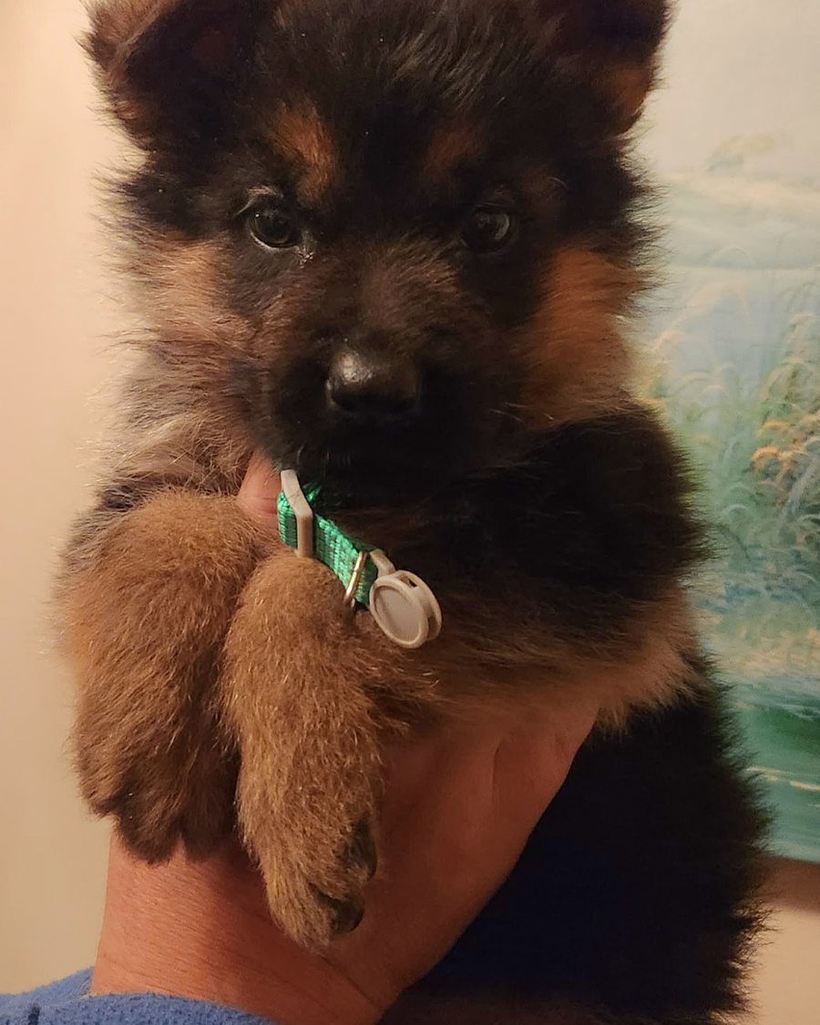 German Shepherd puppy raised by VST German Shepherds
