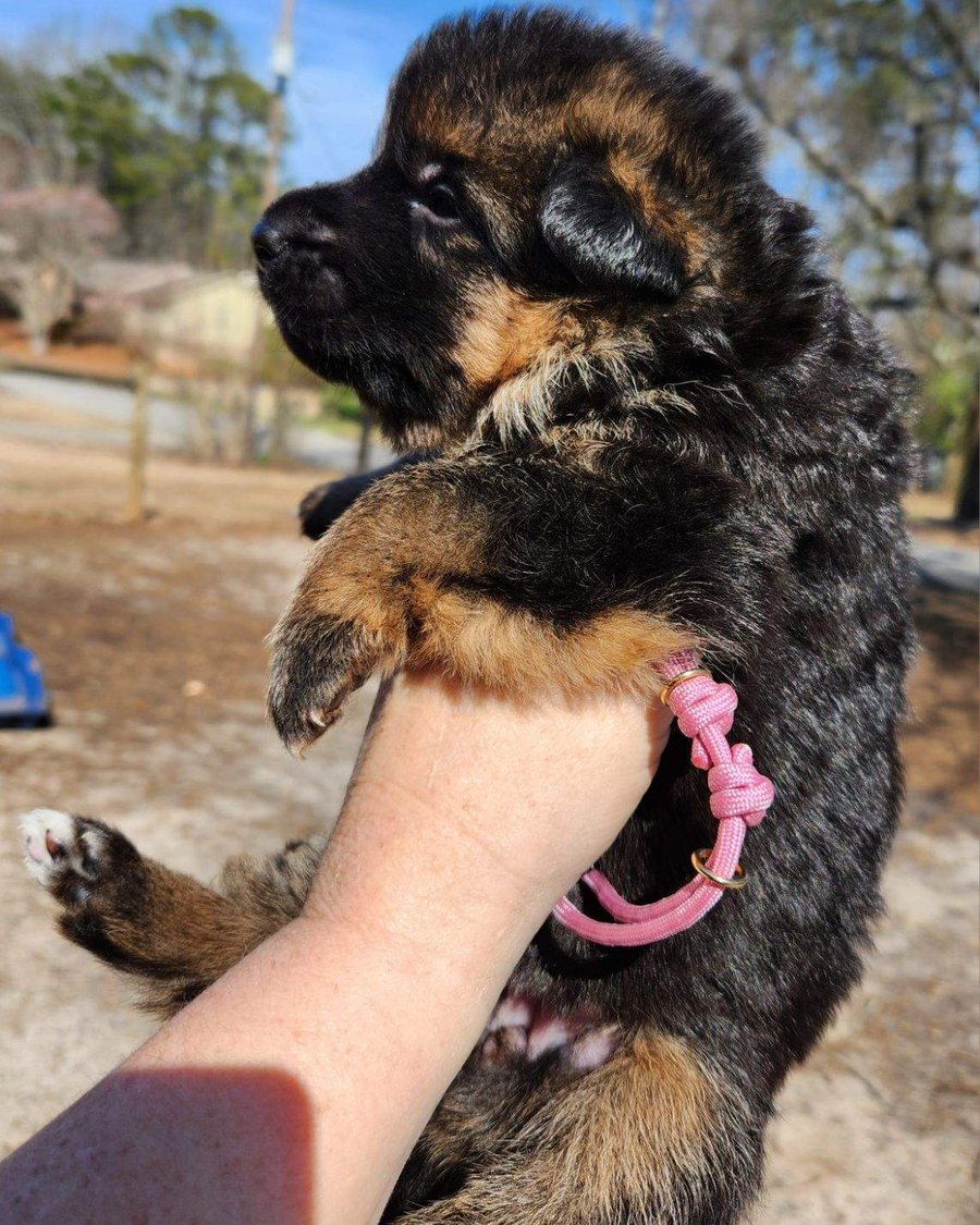 German Shepherd puppy raised by VST German Shepherds