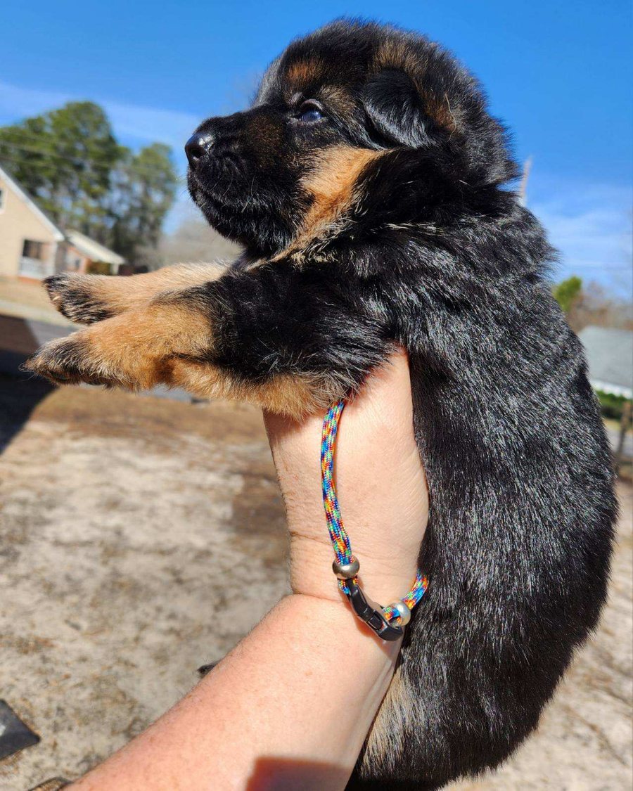 German Shepherd puppy raised by VST German Shepherds