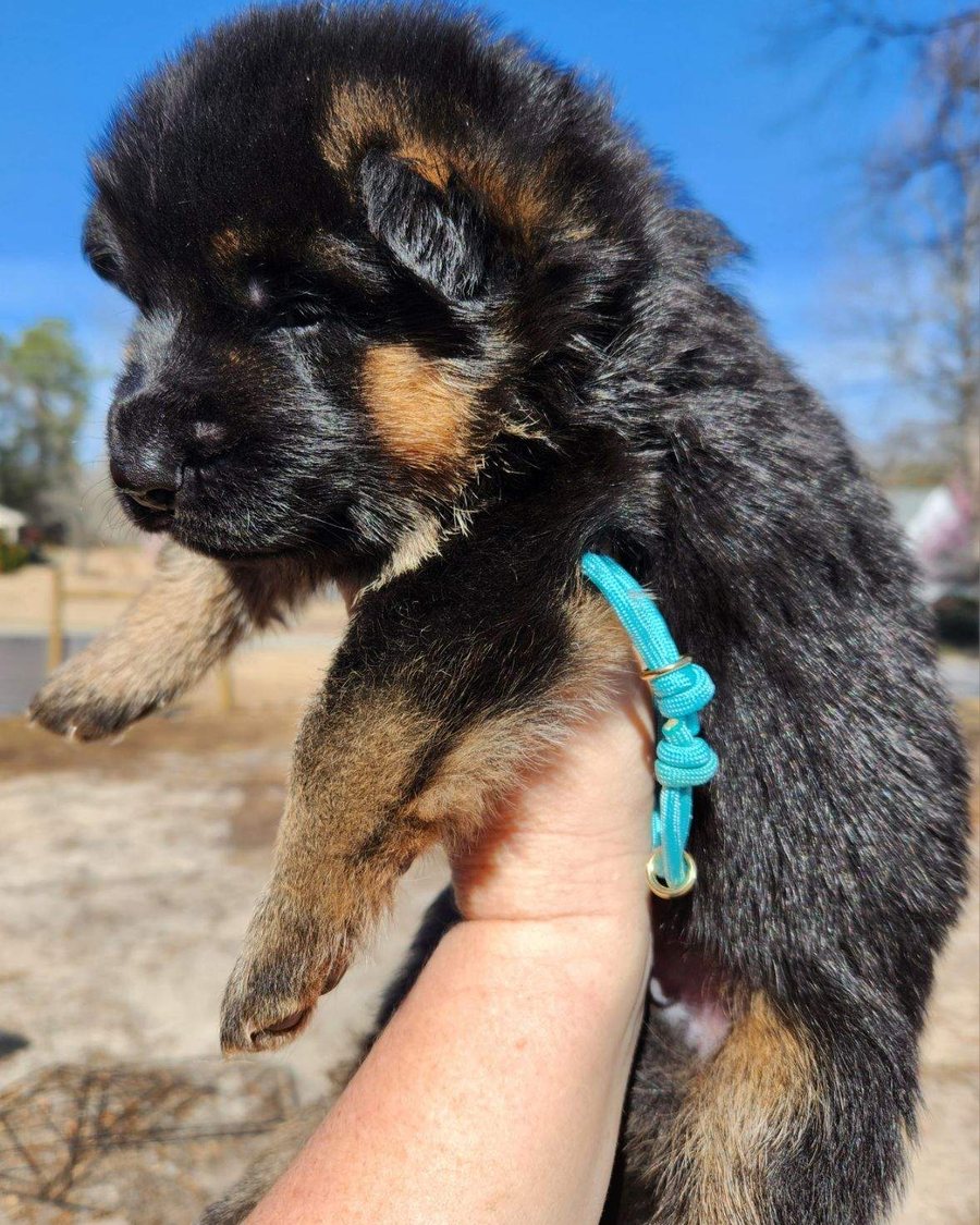 German Shepherd puppy raised by VST German Shepherds