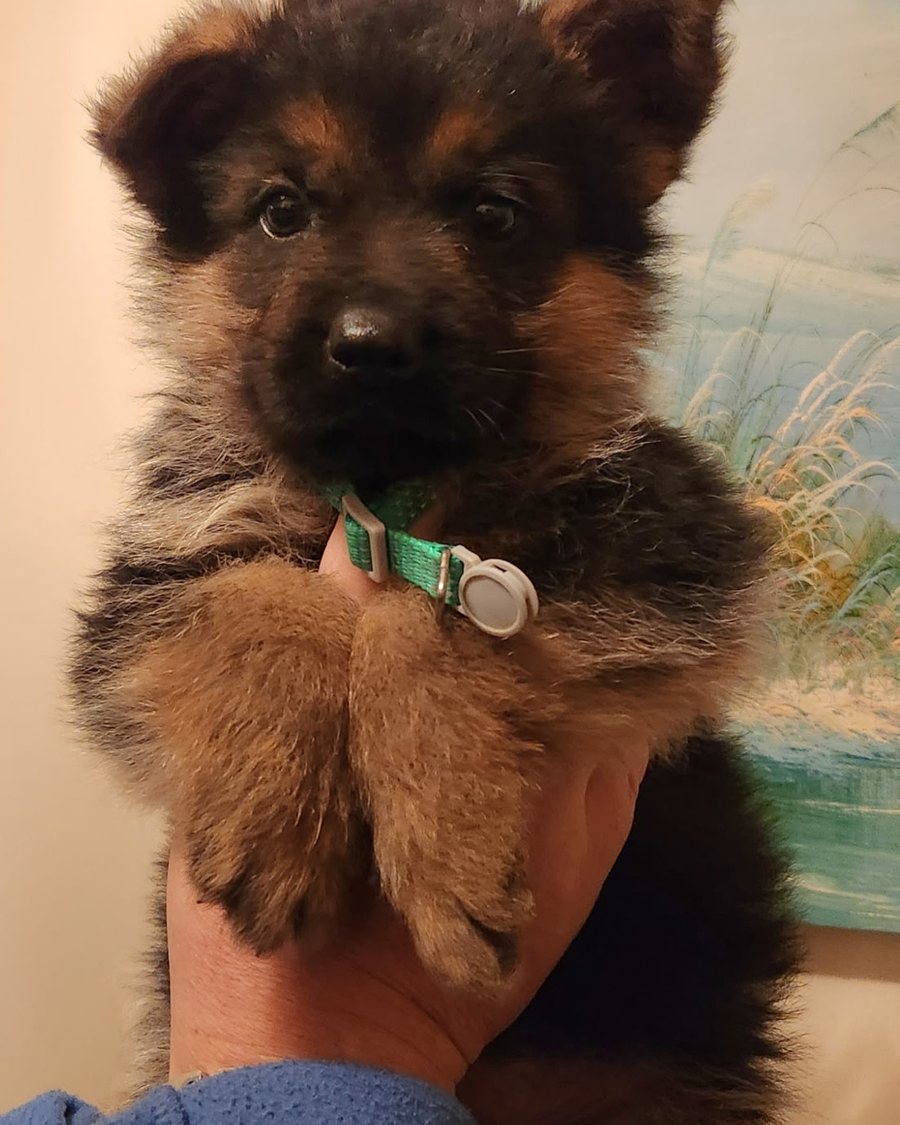 German Shepherd puppy raised by VST German Shepherds