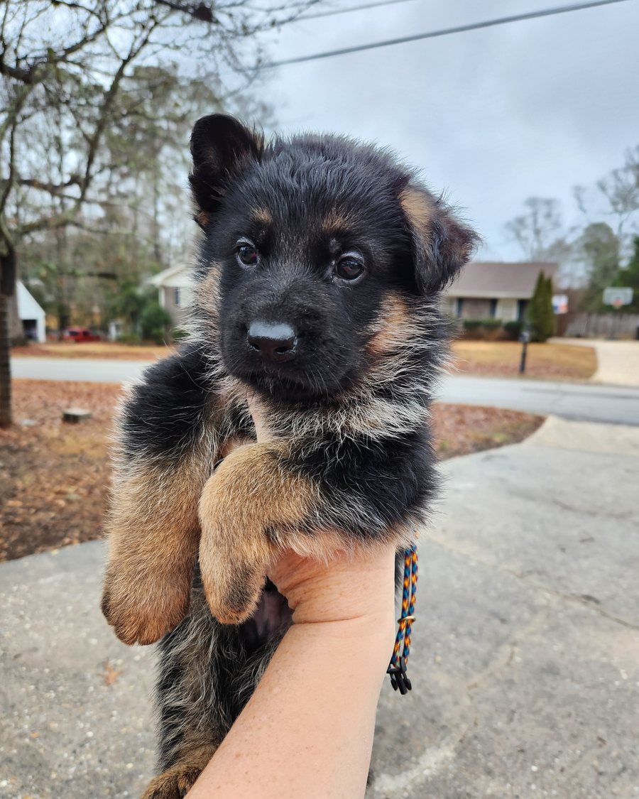 German Shepherd puppy raised by VST German Shepherds