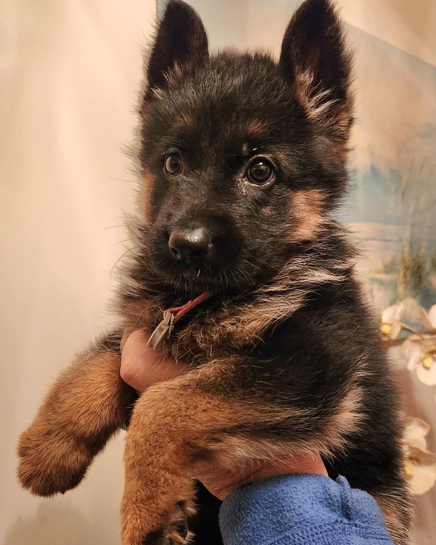 German Shepherd puppy raised by VST German Shepherds