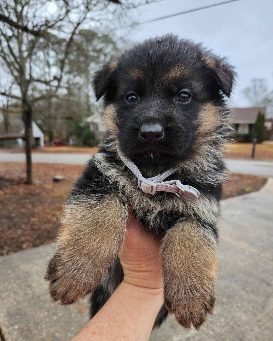 German Shepherd puppy raised by VST German Shepherds