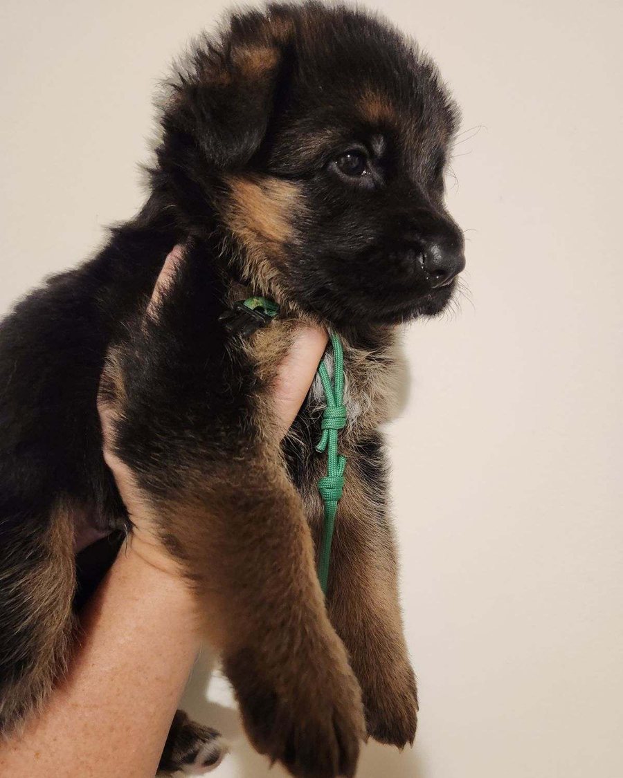 German Shepherd puppy raised by VST German Shepherds