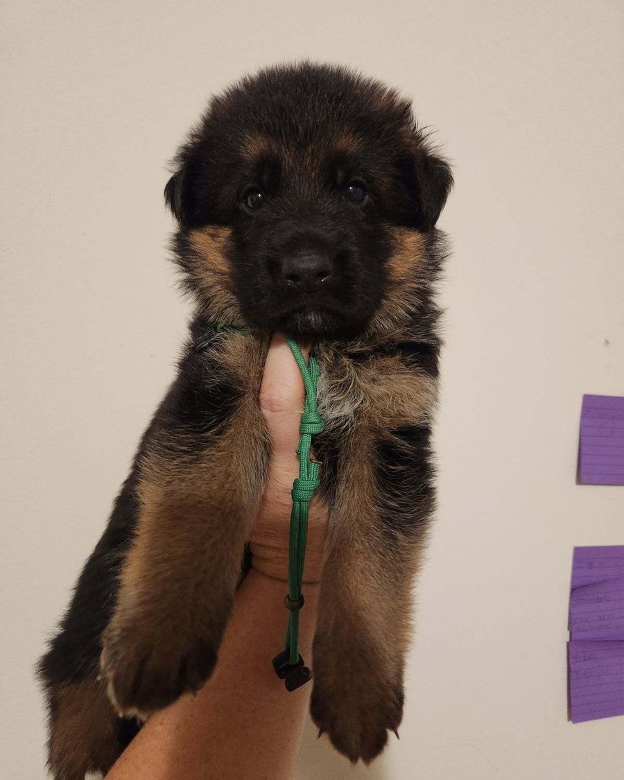 German Shepherd puppy raised by VST German Shepherds