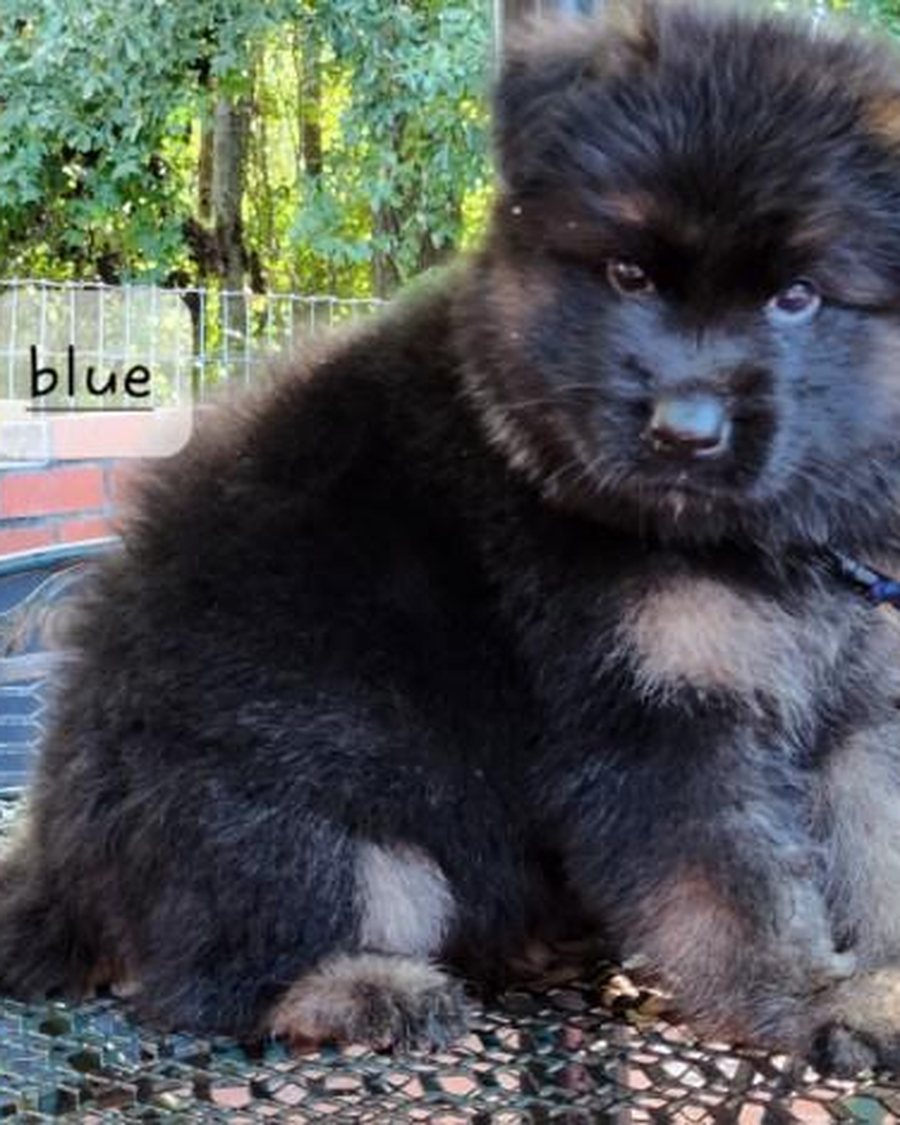German Shepherd puppy raised by VST German Shepherds