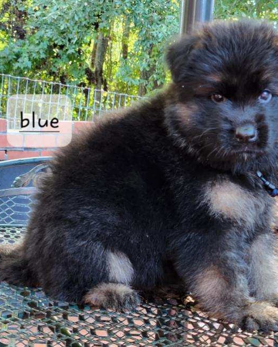 German Shepherd puppy raised by VST German Shepherds