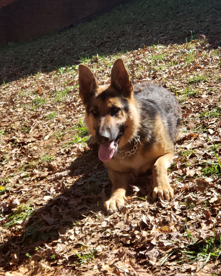 German Shepherd puppy raised by VST German Shepherds