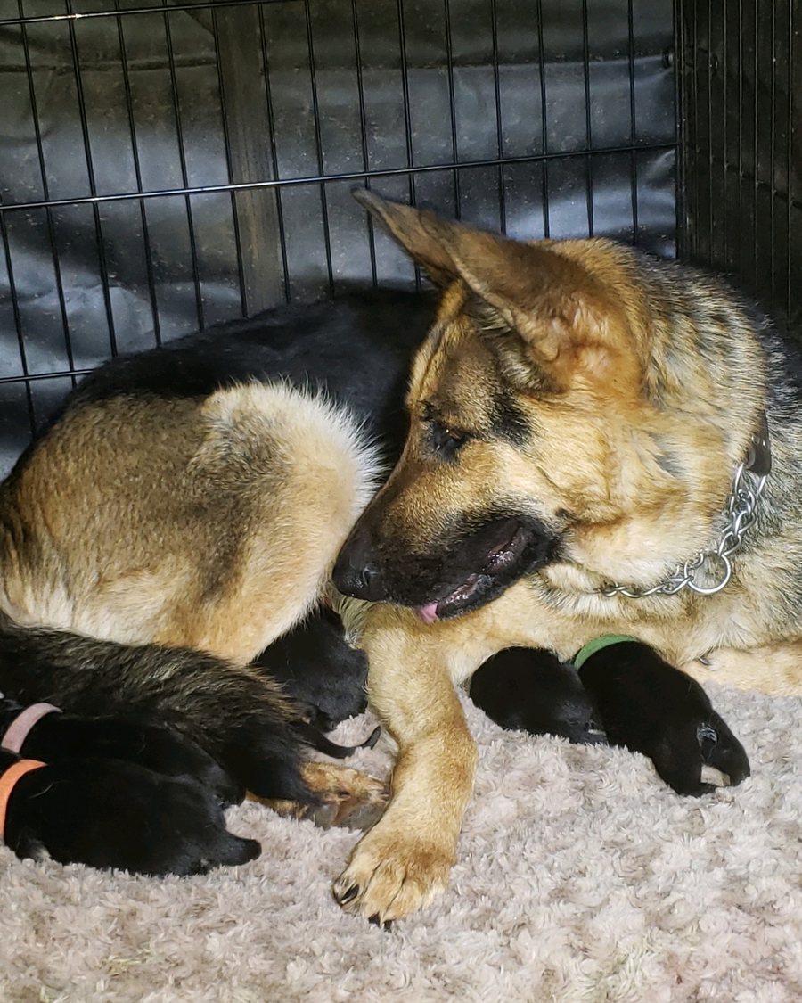 German Shepherd puppy raised by VST German Shepherds