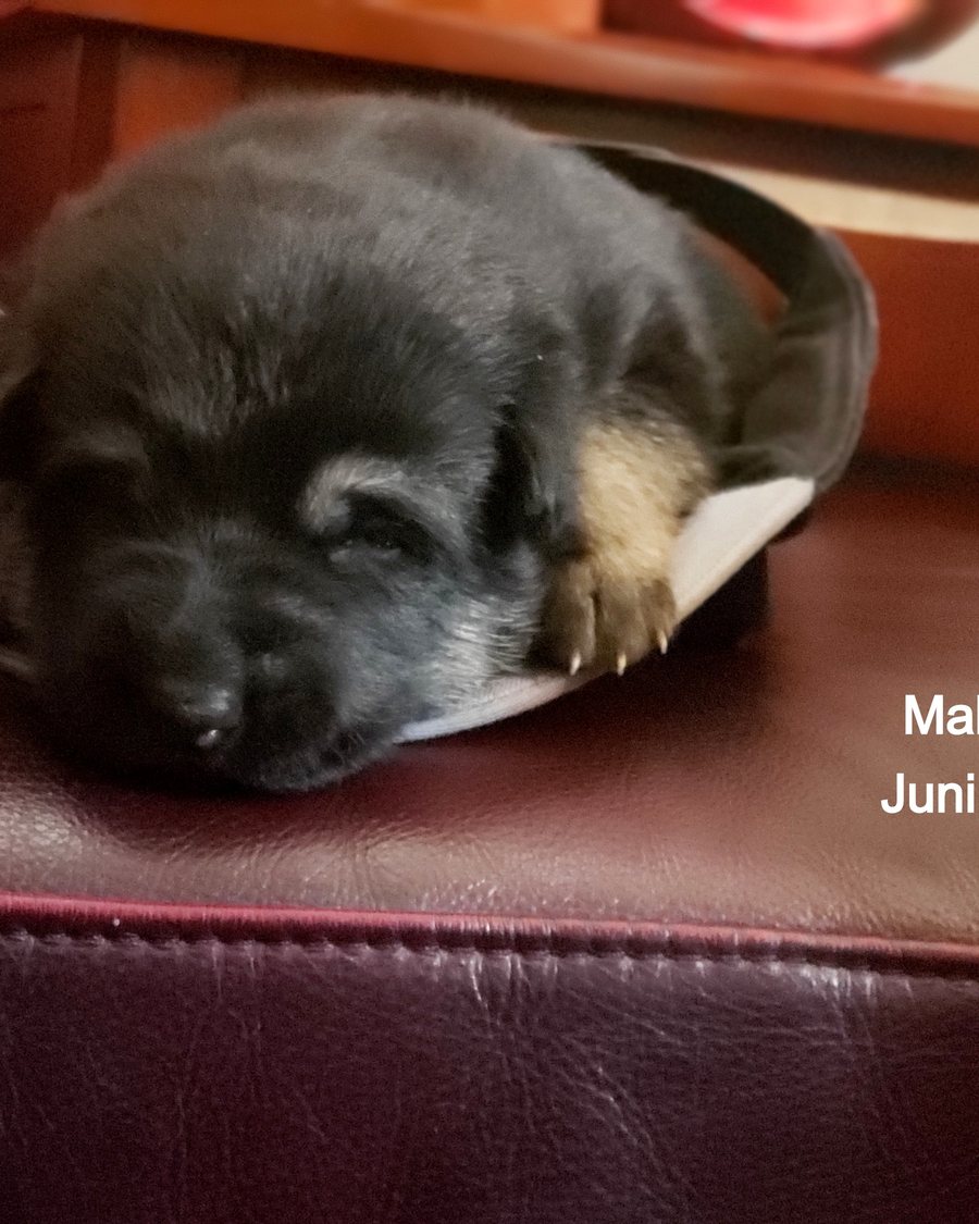 German Shepherd puppy raised by VST German Shepherds