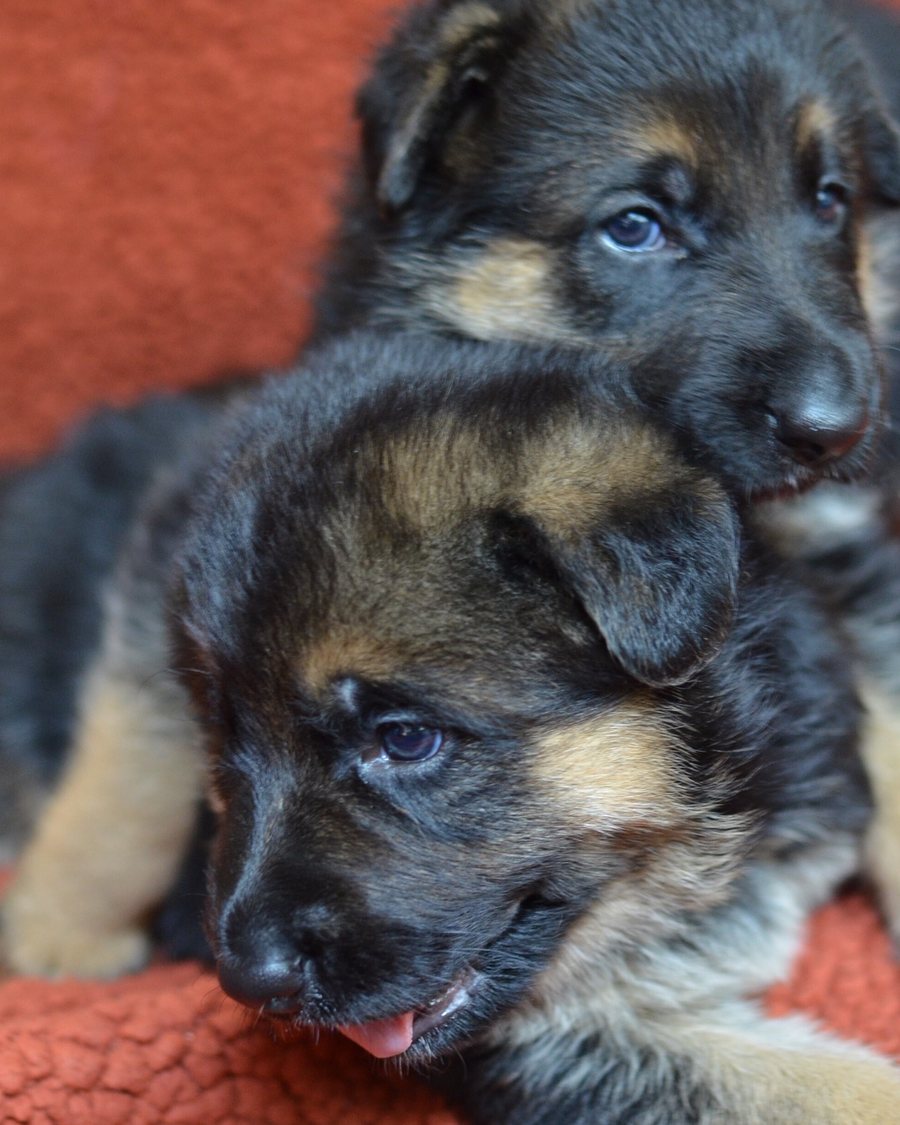 German Shepherd puppy raised by VST German Shepherds