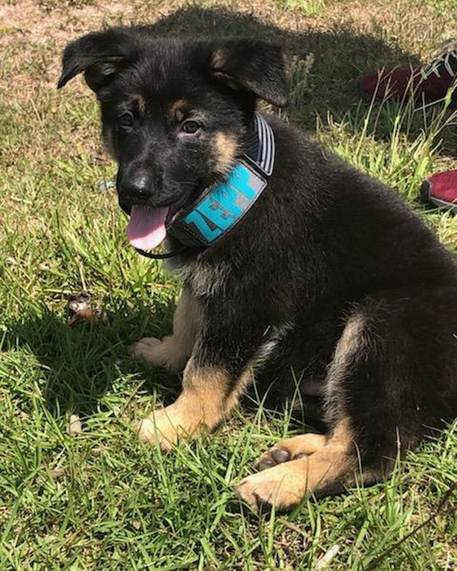 German Shepherd puppy raised by VST German Shepherds