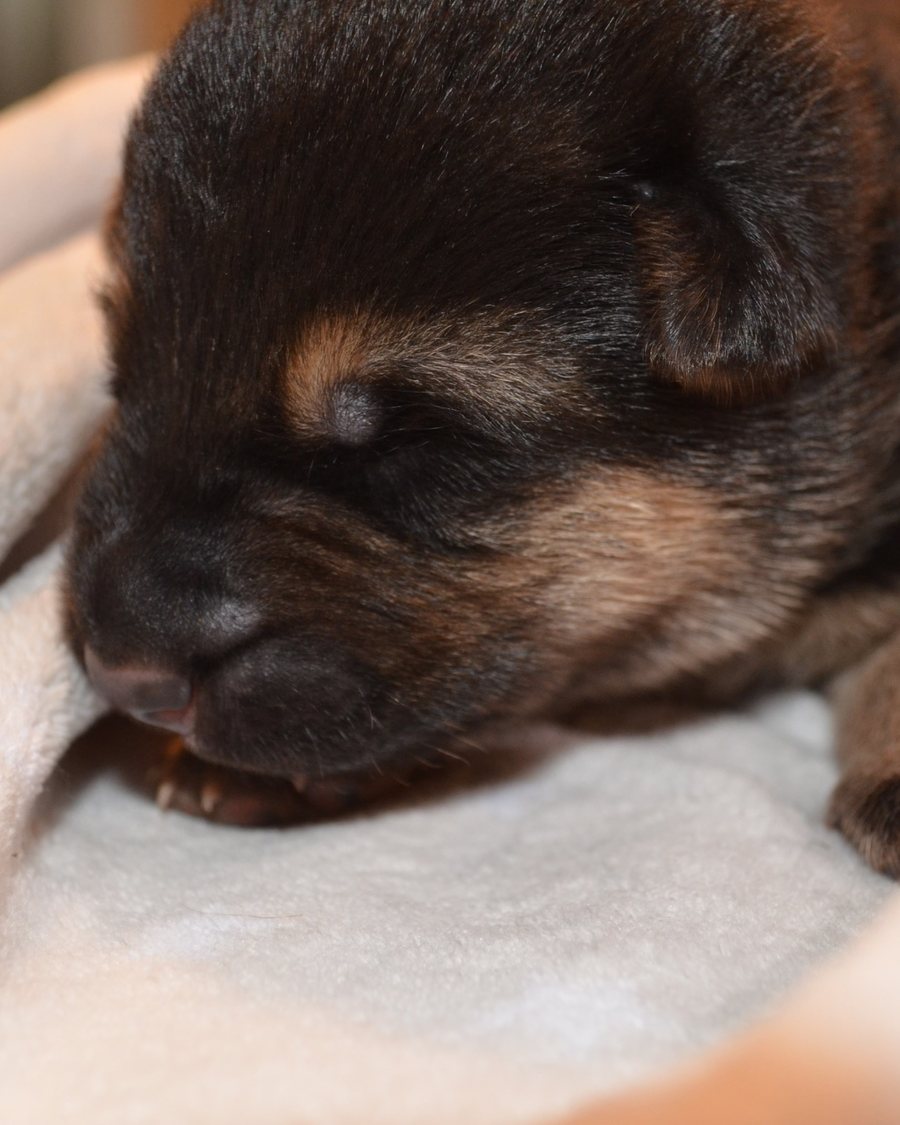 German Shepherd puppy raised by VST German Shepherds