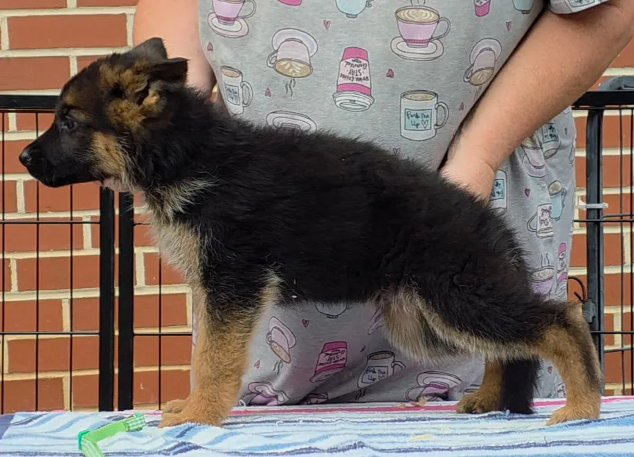 Zamp x Aura, Summer 2026 German Shepherd puppies at 7 weeks old