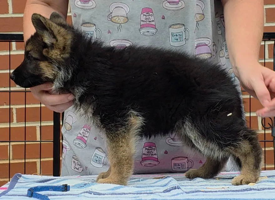 Zamp x Aura, Summer 2026 German Shepherd puppies at 7 weeks old