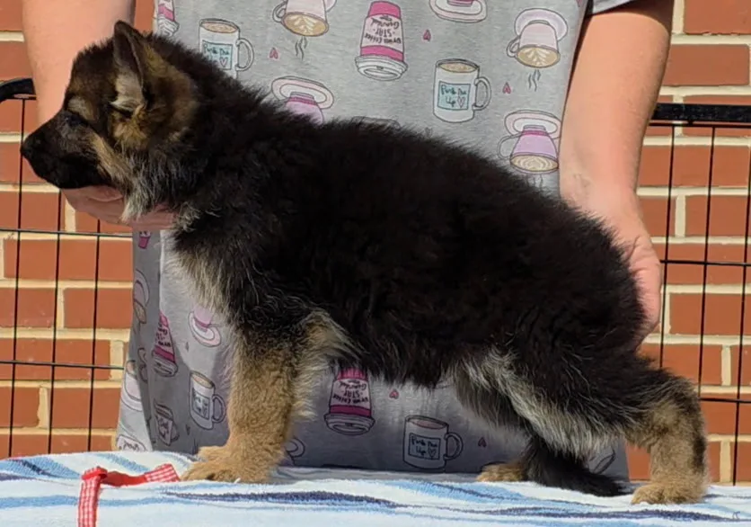 Zamp x Aura, Summer 2026 German Shepherd puppies at 7 weeks old
