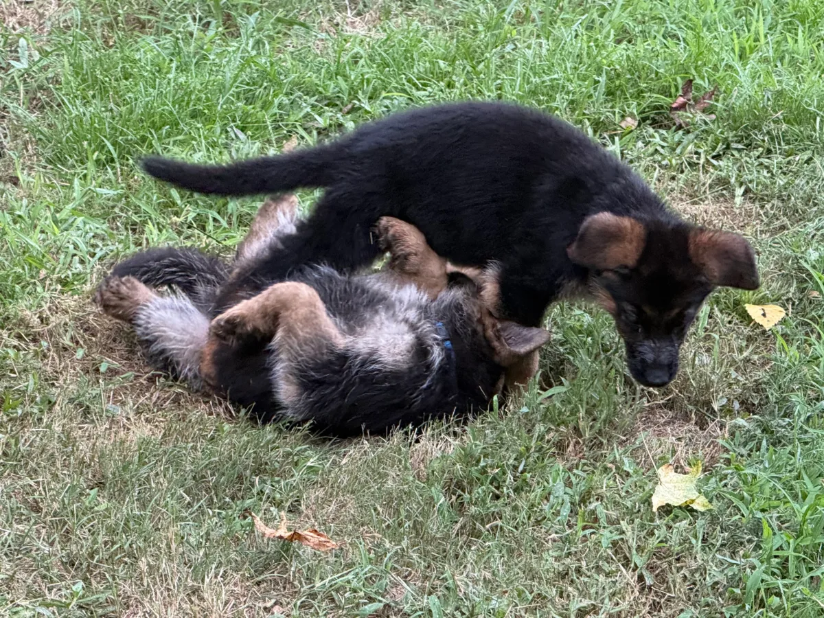 Zamp x Aura, Summer 2026 German Shepherd puppies at 7 weeks old